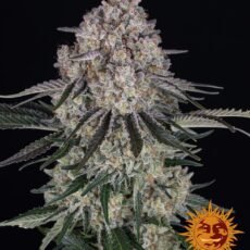 Sour Diesel Auto